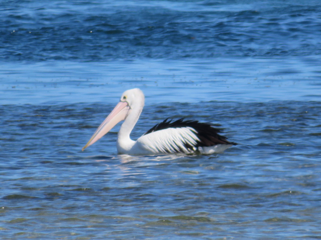 Spencer Park-梅林布拉必去景点