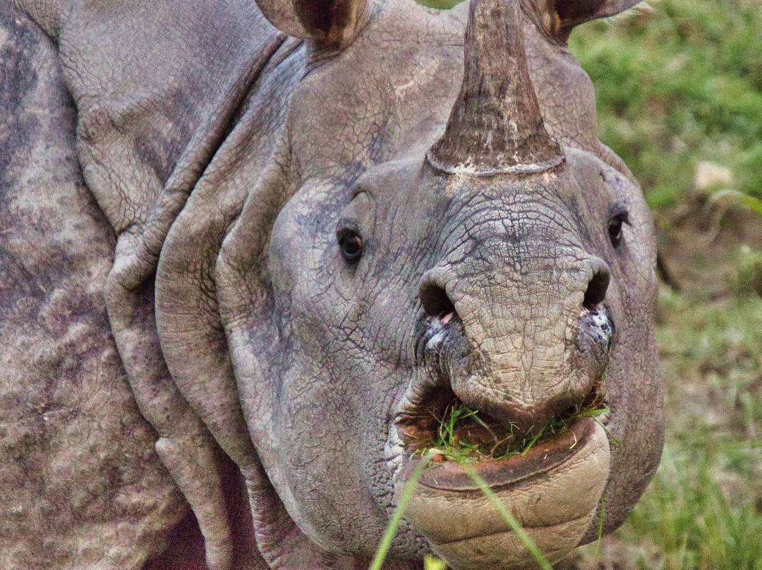 Kaziranga National Park景点图片