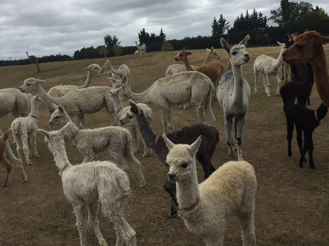Sherlin Alpacas-West Melton必去景点