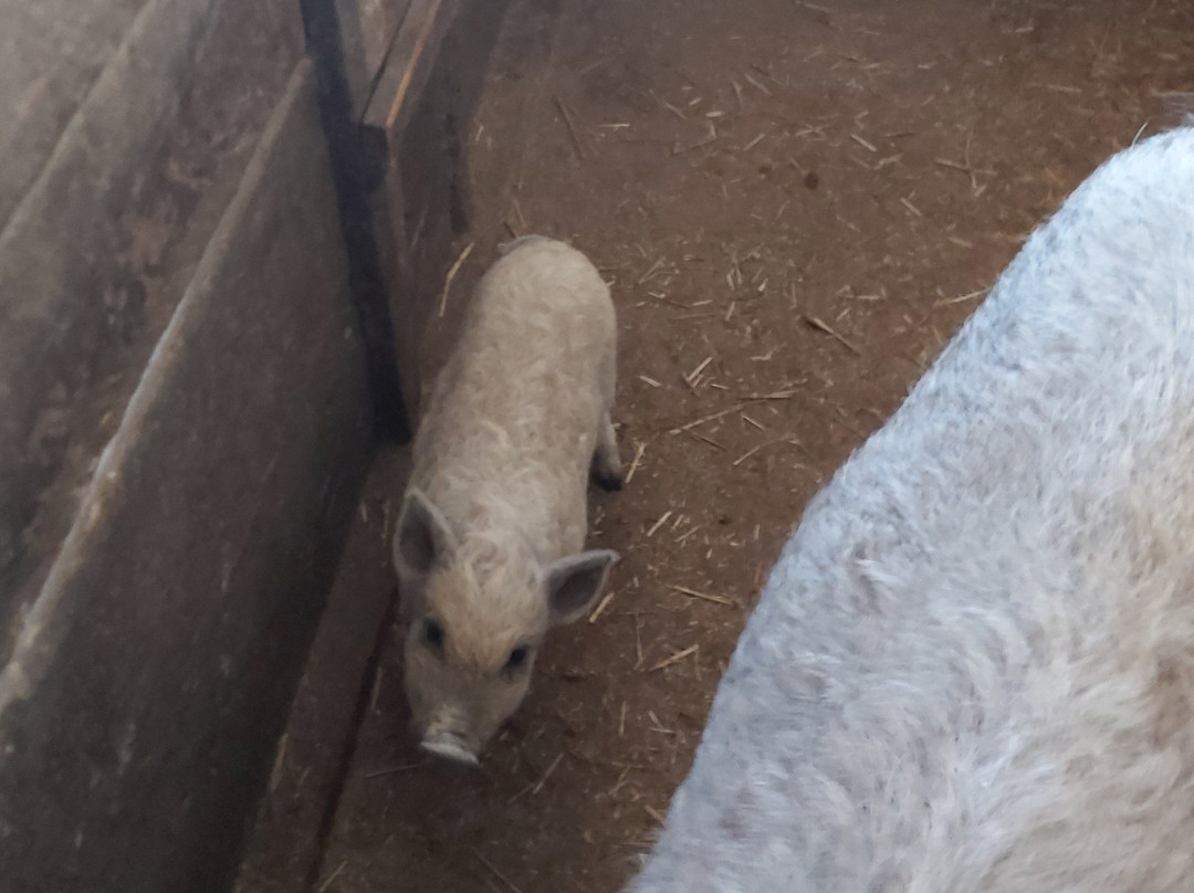 Guesthouse Milanovic主图