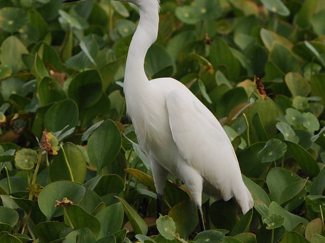 Blue Heron Water reclamation district景点图片