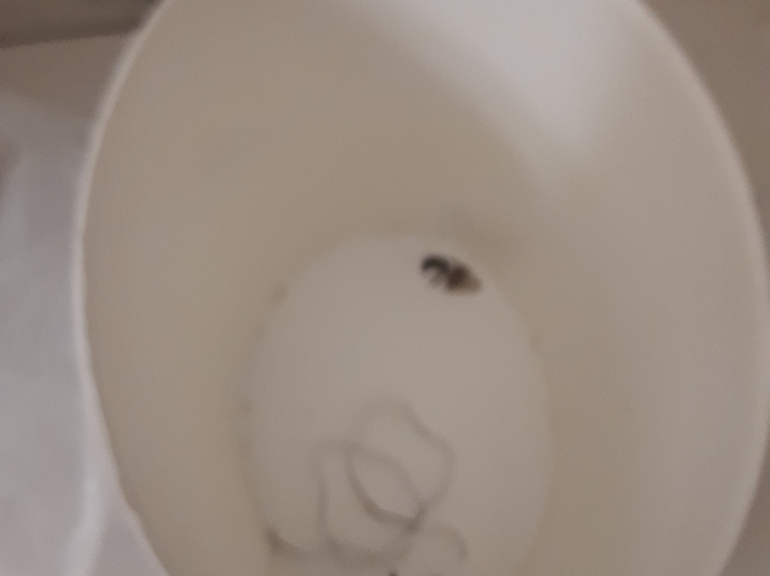 Ibis Budget Perigueux Centre主图