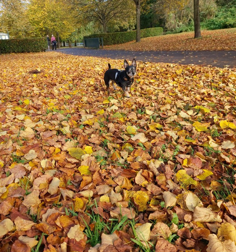 Rowntree Park景点图片