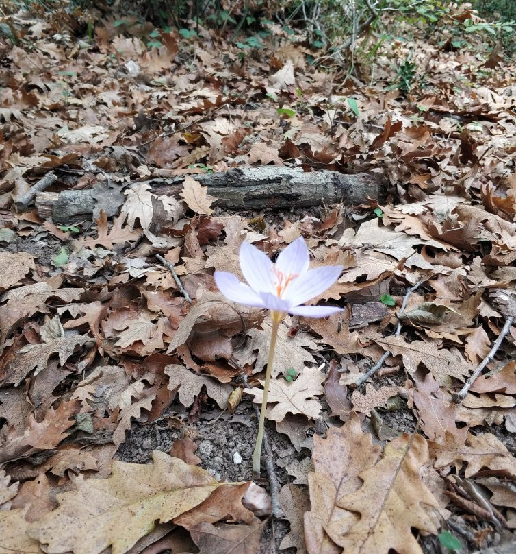 Igneada Longoz Ormanları Milli Parkı-Igneada必去景点