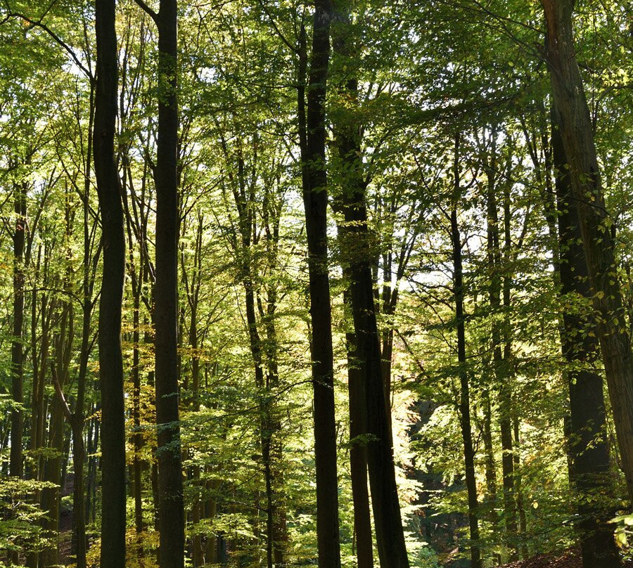 UNESCO - Weltnaturerbe Buchenwald Grumsin景点图片