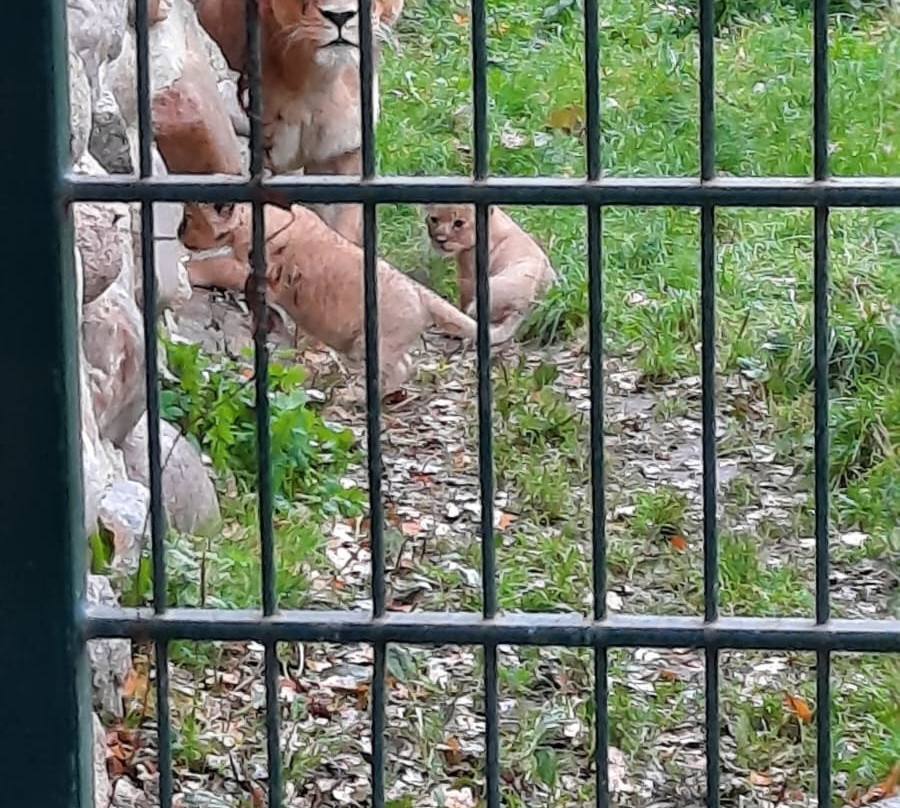 Derr Zoo-Park Arche Noah in Gromitz/Ostsee景点图片