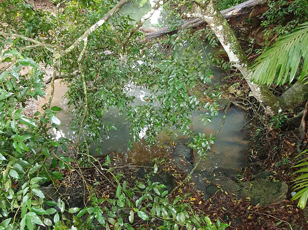 Platypus Park- 阿瑟顿必去景点