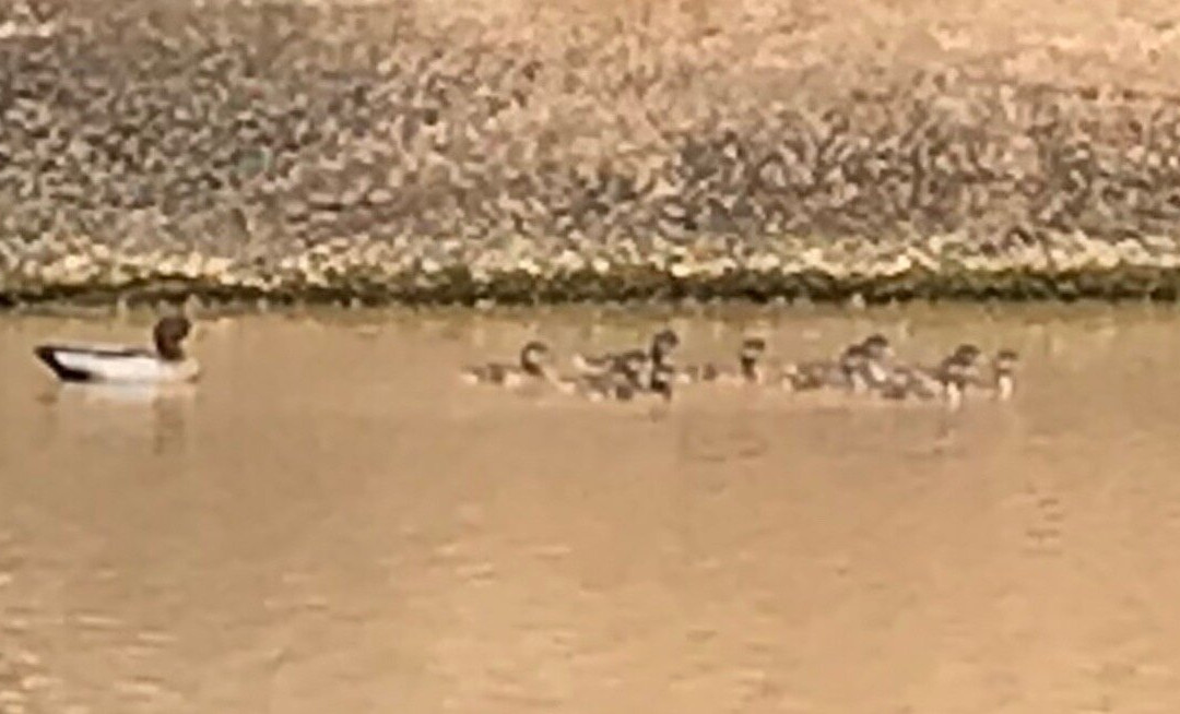 Tungamah Lions Park-Tungamah必去景点