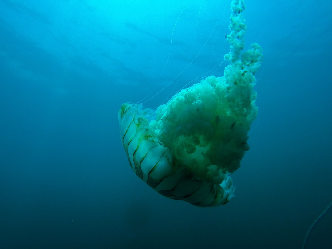 Cota Azul-Los Molles必去景点