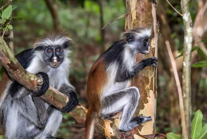 Eden Zanzibar-桑给巴尔岛必去景点