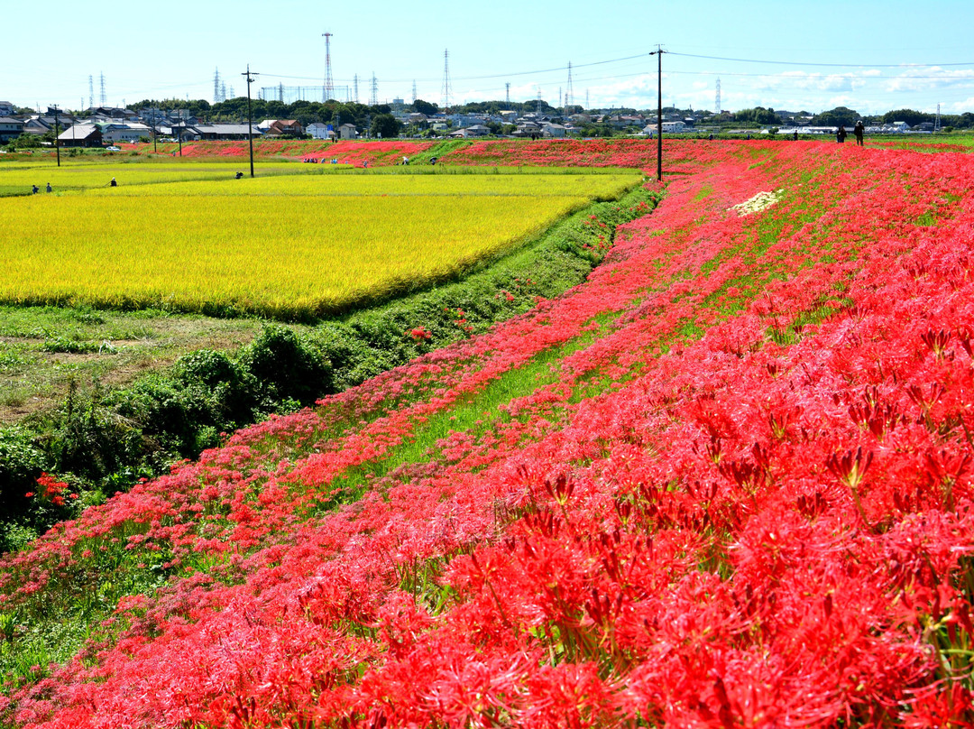 Yakachi River-半田市必去景点