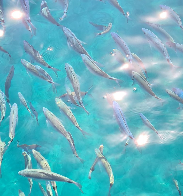 Blue Bay Boats-Kalami必去景点