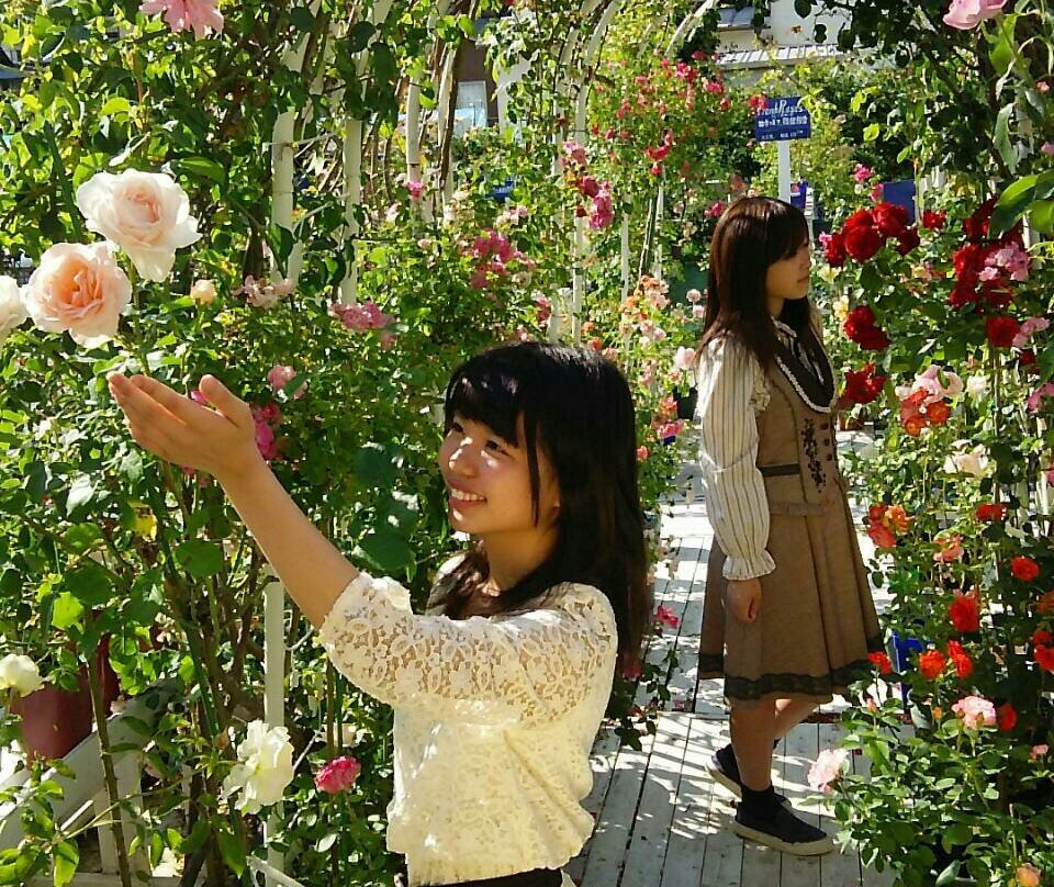 Strawberry Ice Rose Garden-舞鹤市必去景点