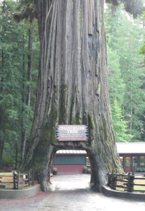 Chandelier Drive-Through Tree-莱吉特必去景点