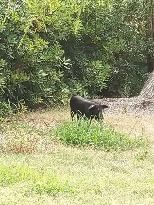 Hotel Golfo del Leone主图