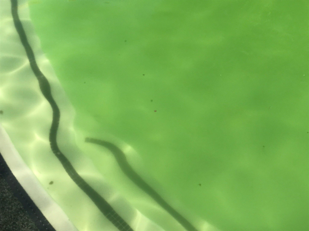 Holiday Inn Express & Suites Fredericksburg By IHG主图