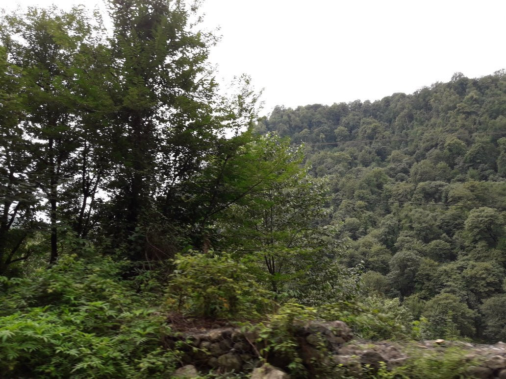 Abbas Abad Jungle景点图片