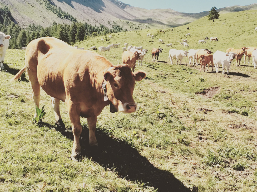 Crevoux旅游攻略图片