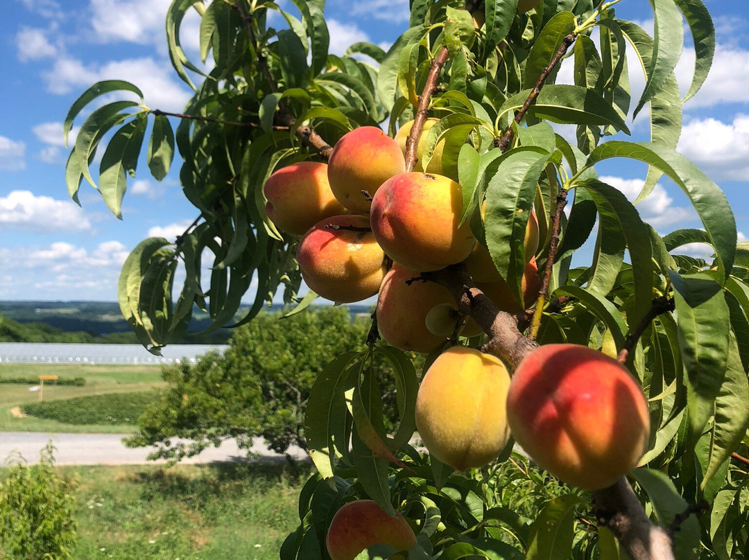 Finger Lakes Cider House景点图片