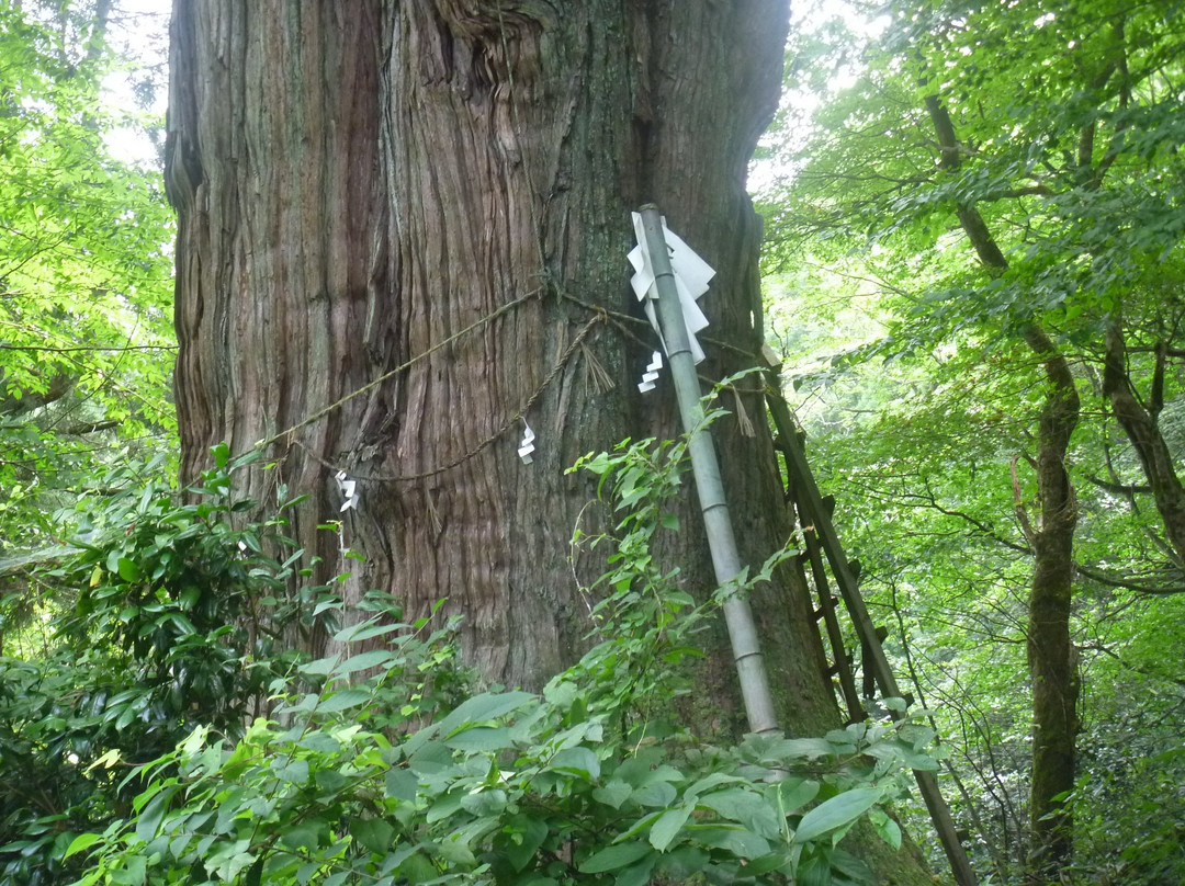 Inari Giant Pine Tree景点图片