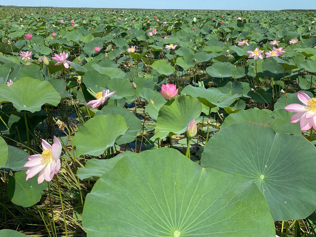 Astrakhan State Nature Reserve-阿斯特拉罕必去景点
