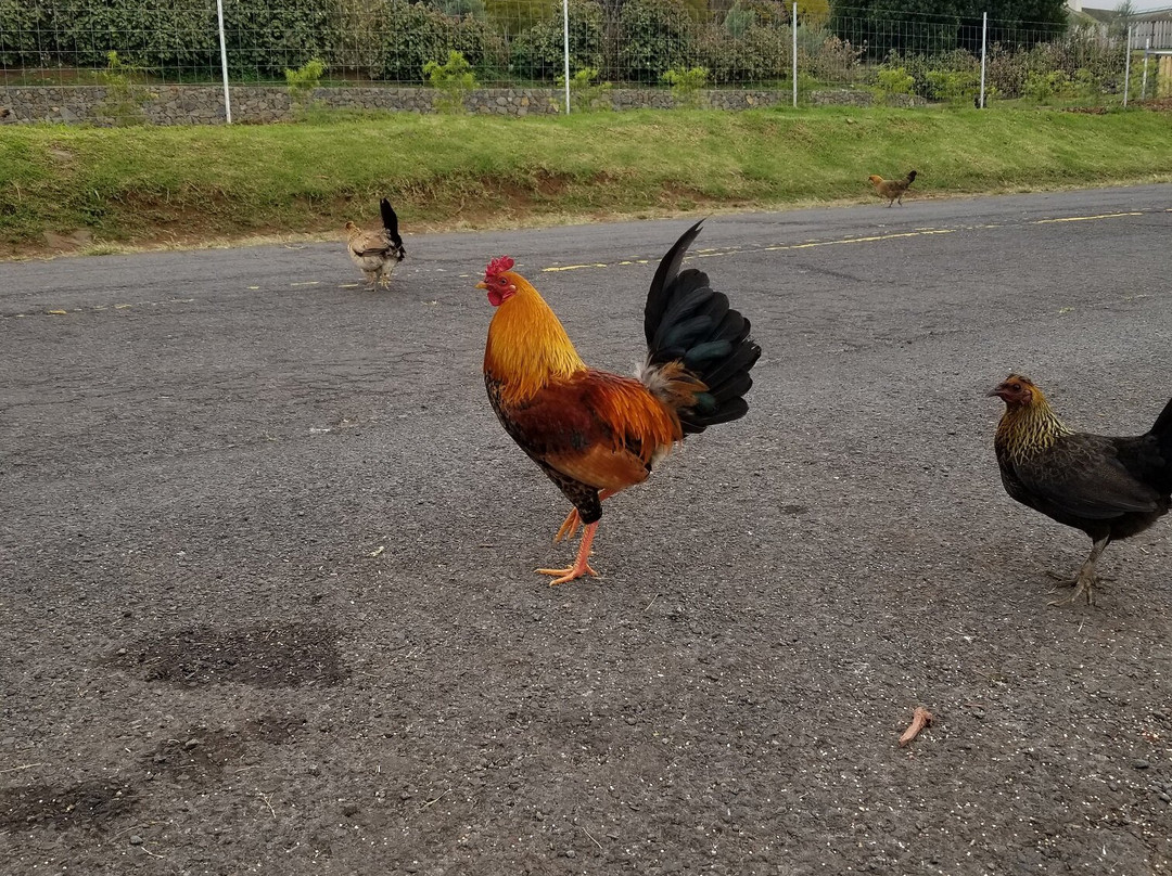 哈罗德•赖斯公园-库拉必去景点