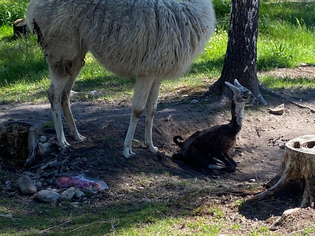 Barnas Gard Hunderfossen /Kid's farm Hunderfossen景点图片