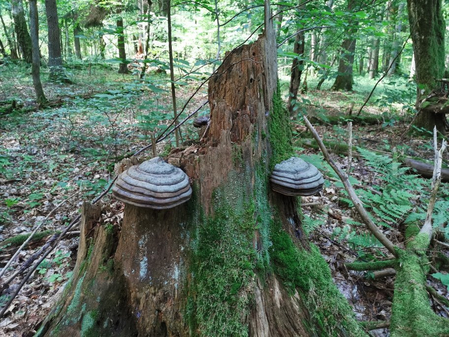 Soweczka Arek Szymura - Private Nature Tours-Bialowieza必去景点