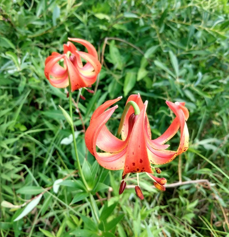 Bluff Spring Fen-埃尔金必去景点