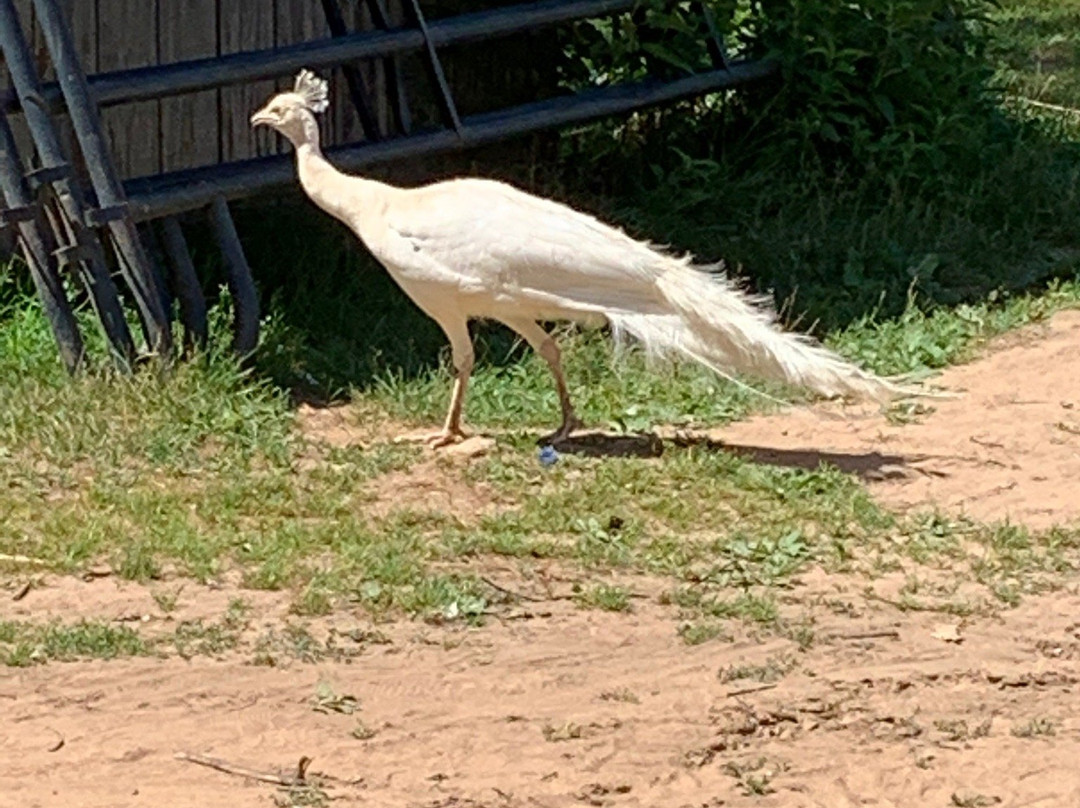 DeYoung Family Zoo-Wallace必去景点