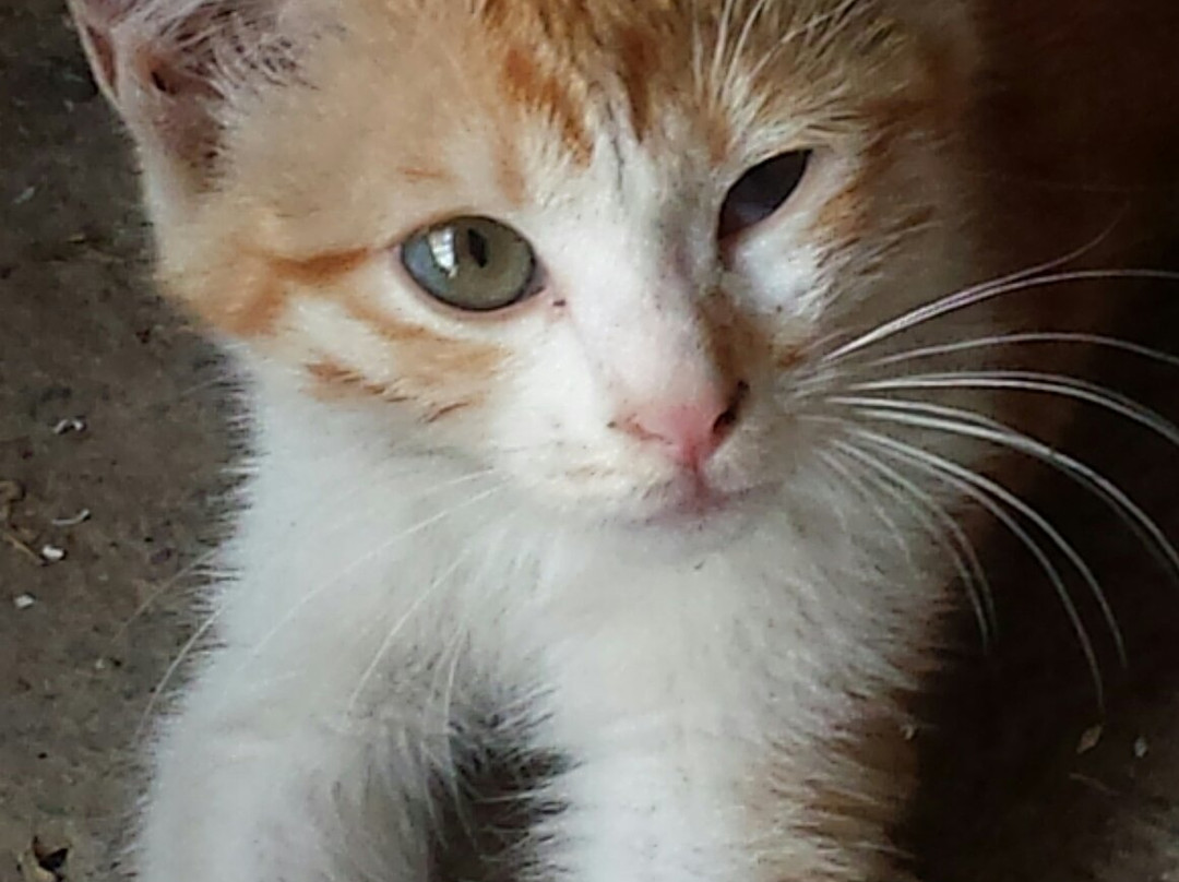 Viransehir旅游攻略图片