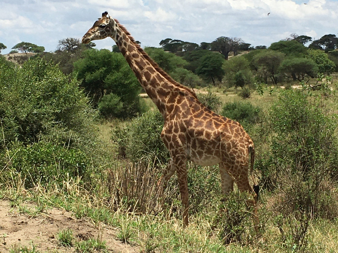 New Adventure Safaris-阿鲁沙必去景点