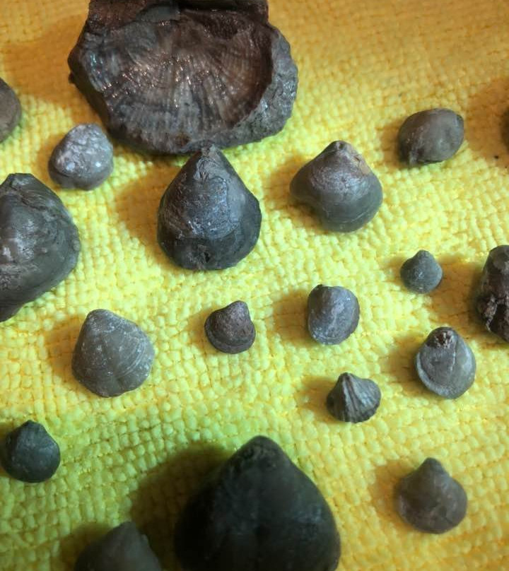 Paleo Site-Payson必去景点