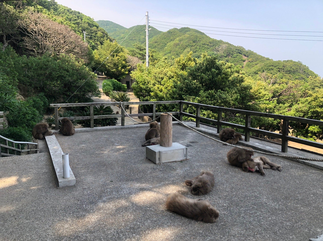 Awajishima Monkey Center景点图片