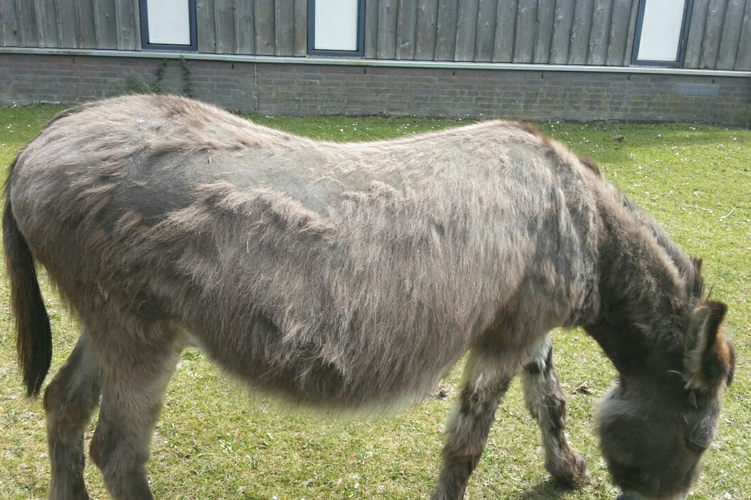 Kinderboerderij De Boerenzwaluw景点图片