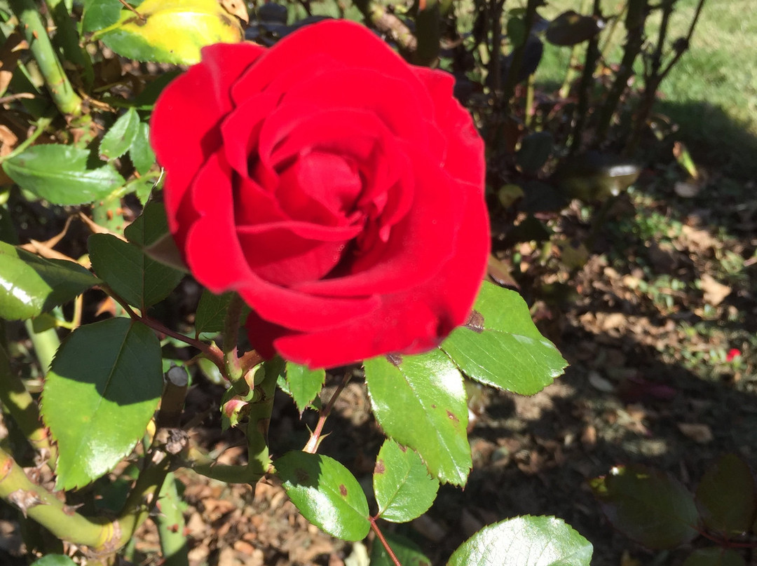 Allentown Rose Gardens景点图片