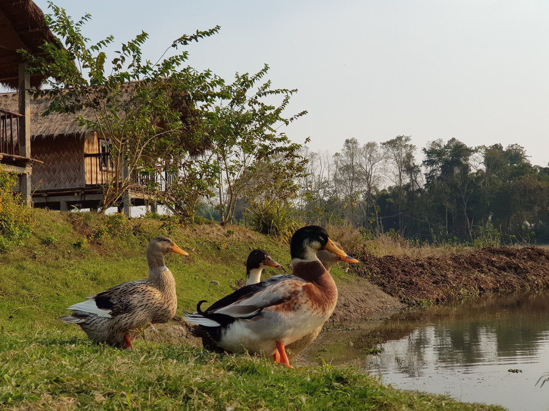 Ygdrasill Bamboo Cottage主图