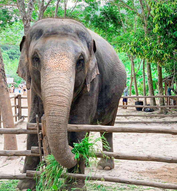 Green Elephant Sanctuary Park景点图片