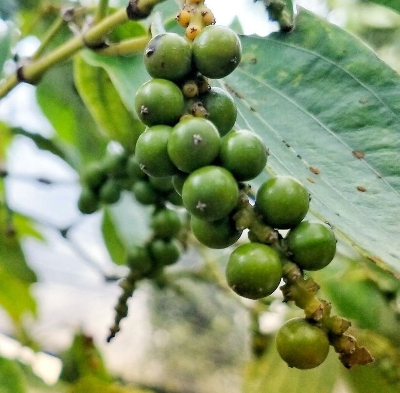 Flying Dog Farm-白马必去景点