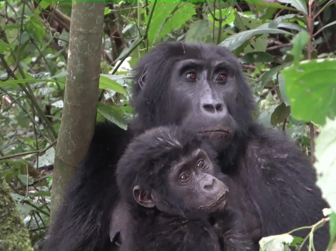 Gorilla Safari Consultants-坎帕拉必去景点