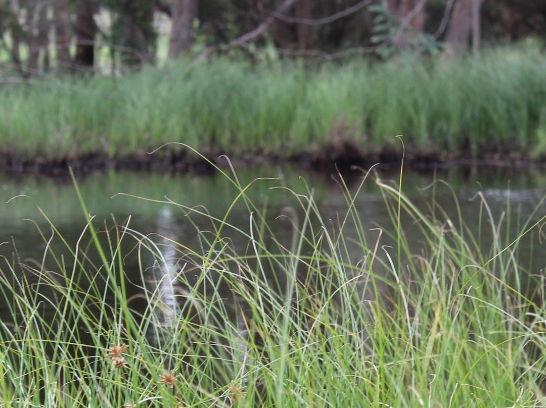 Burrendong Arboretum-Mumbil必去景点