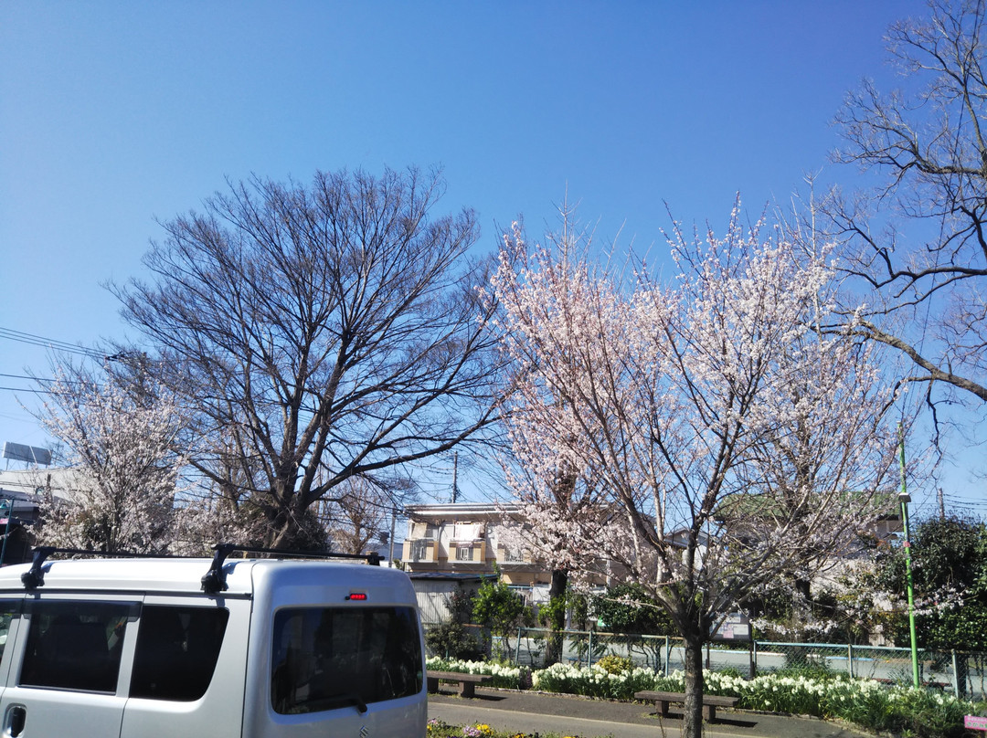 Higashihara Cherry Blossom Trees-座间市必去景点