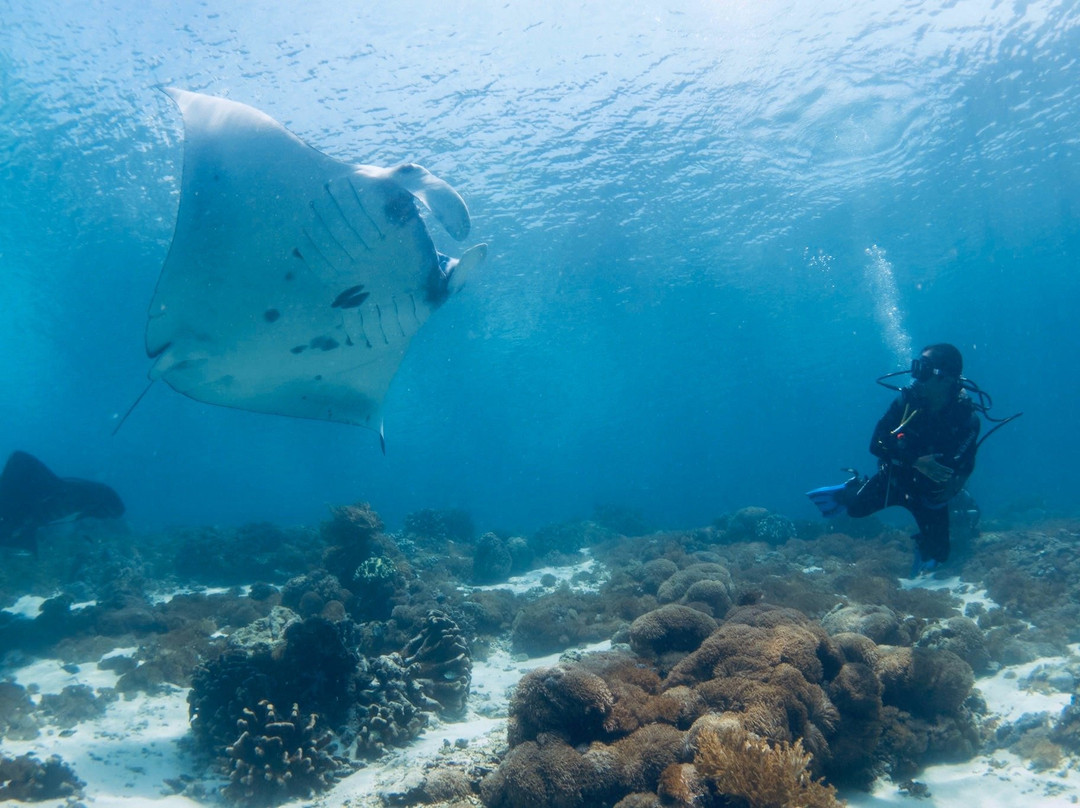 Blue Marlin Dive Komodo景点图片