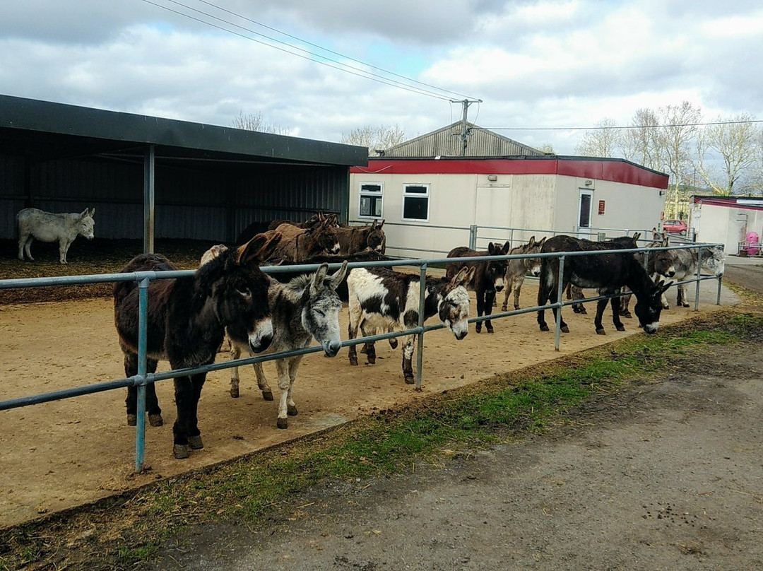 Island Farm Donkey Sanctuary-沃灵福德必去景点