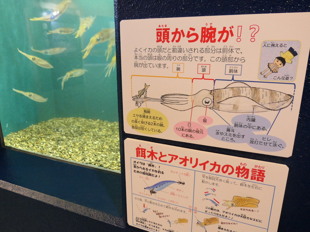 Uozu Aquarium-鱼津市必去景点