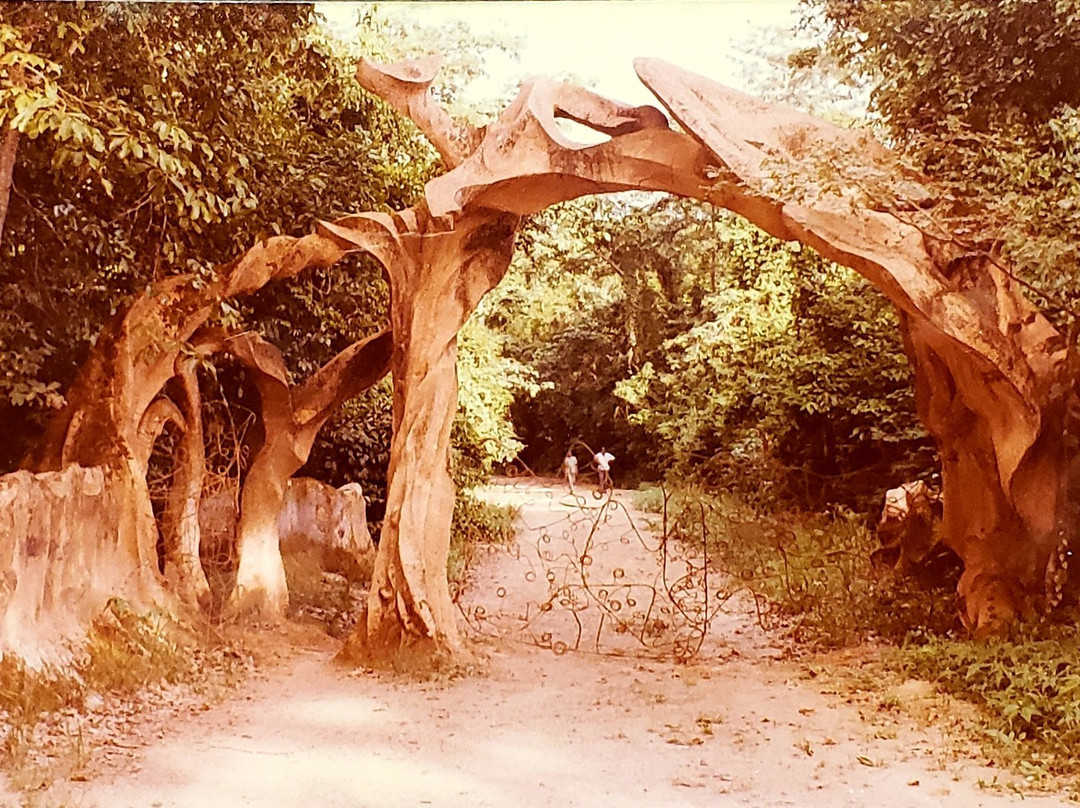 Osun-Osogbo Sacred Grove景点图片