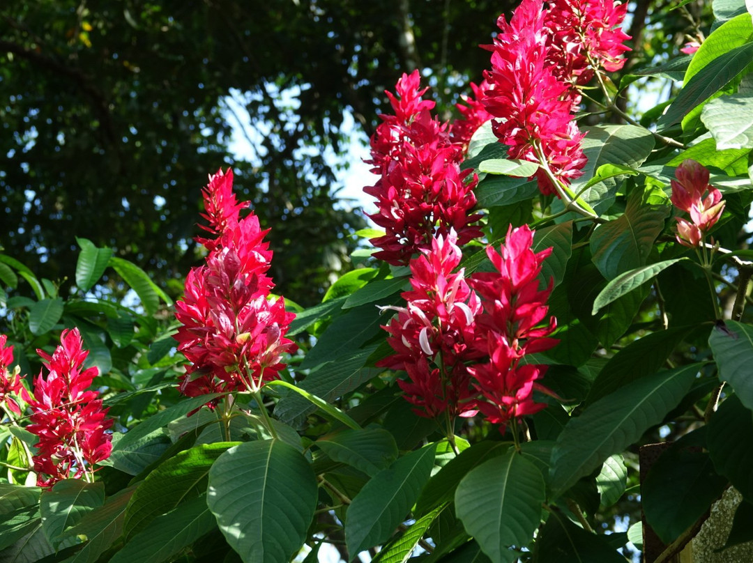 Playa Bluff Hotel主图