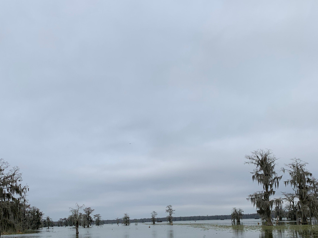 Lake Martin Rookery景点图片