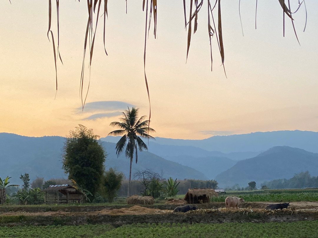 DaiDib DaiDee Permaculture Thailand景点图片