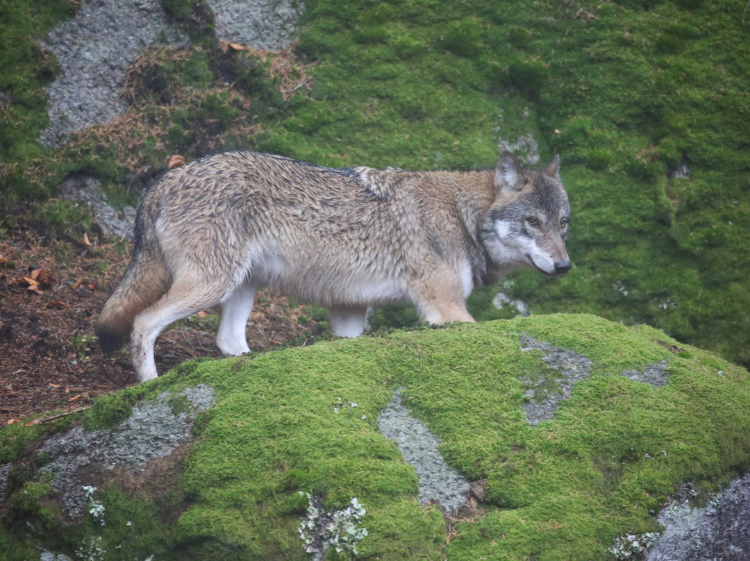 Šumava National Park-波西米亚必去景点